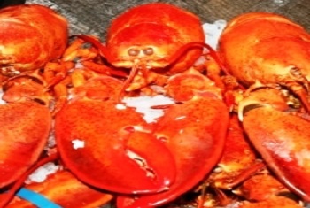 Fresh Lobster Bar Harbor Maine